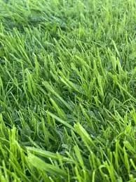 Semillas de césped Rye Grass