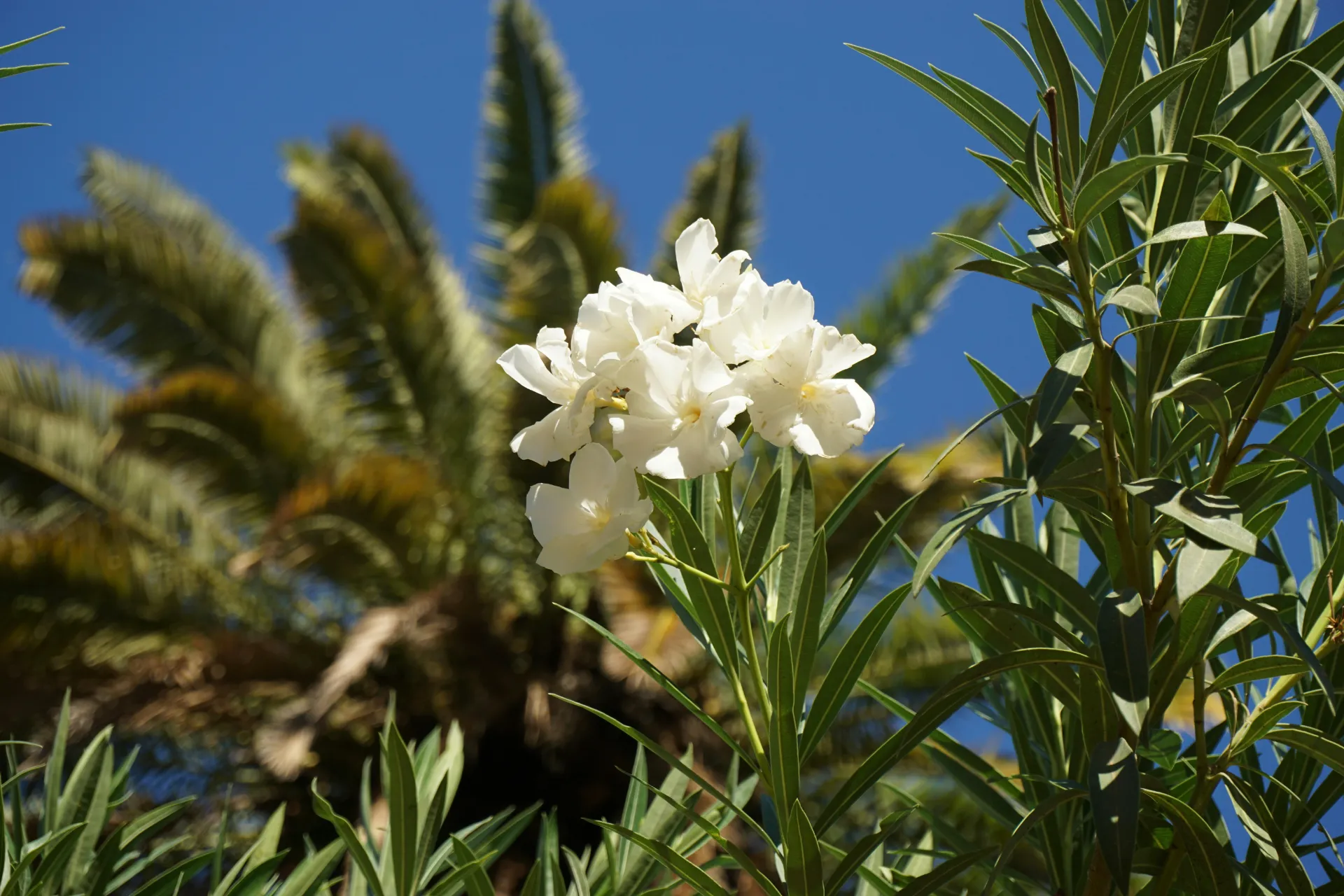 Portada de Vivero 10 de Abril